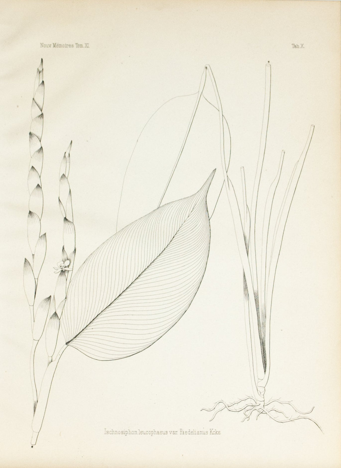 1859 Tab X - Ischnosiphon leucophaeus - Imprimerie de L Universite Imeriale 