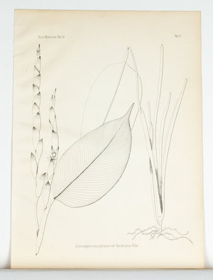 1859 Tab X - Ischnosiphon leucophaeus - Imprimerie de L Universite Imeriale