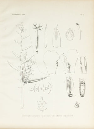 1859 Tab XI - Ischnosiphon leucophaeus - Imprimerie de L Universite Imeriale 