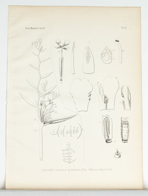1859 Tab XI - Ischnosiphon leucophaeus - Imprimerie de L Universite Imeriale