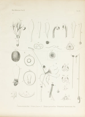 1859 Tab XI - Canna Plant - Imprimerie de L Universite Imeriale 