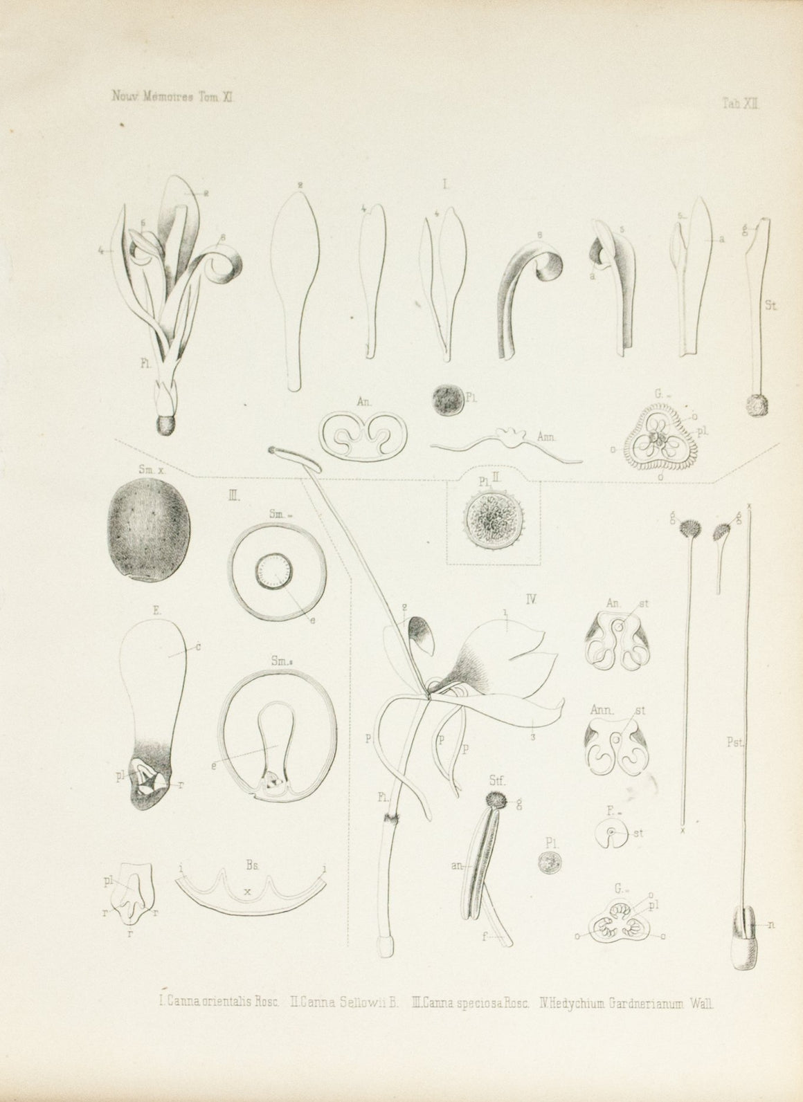1859 Tab XI - Canna Plant - Imprimerie de L Universite Imeriale 