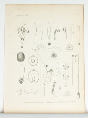 1859 Tab XI - Canna Plant - Imprimerie de L Universite Imeriale