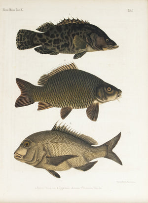 1855 Tab I - Mandarin fish - Imprimerie de L'Universite Imeriale