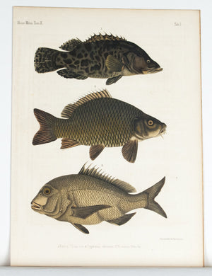 1855 Tab I - Mandarin fish - Imprimerie de L'Universite Imeriale