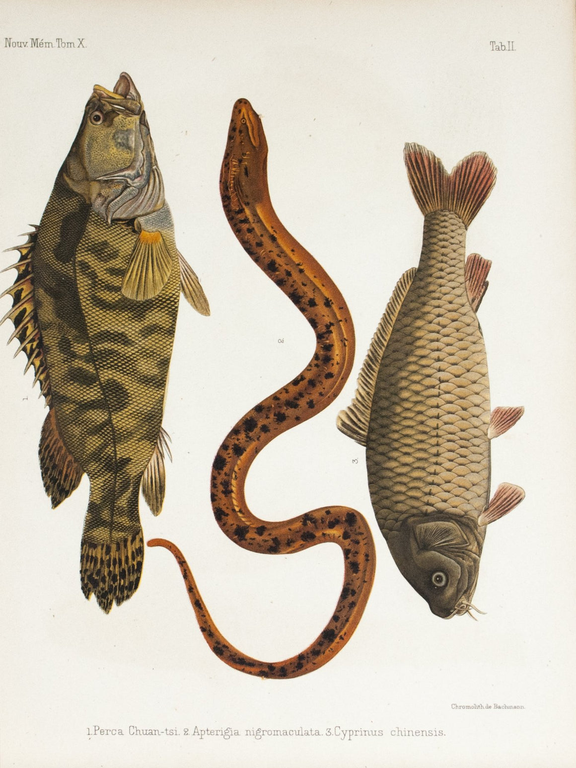 1855 Tab II - Mandarin fish - Imprimerie de L'Universite Imeriale