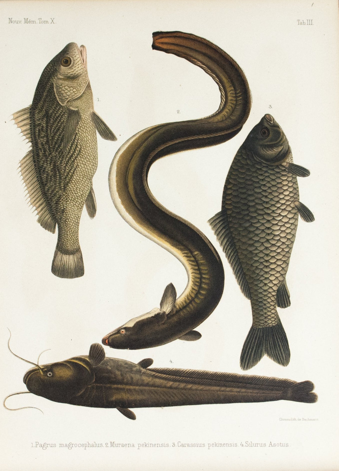 1855 Tab III - Japanese eel - Imprimerie de L'Universite Imeriale