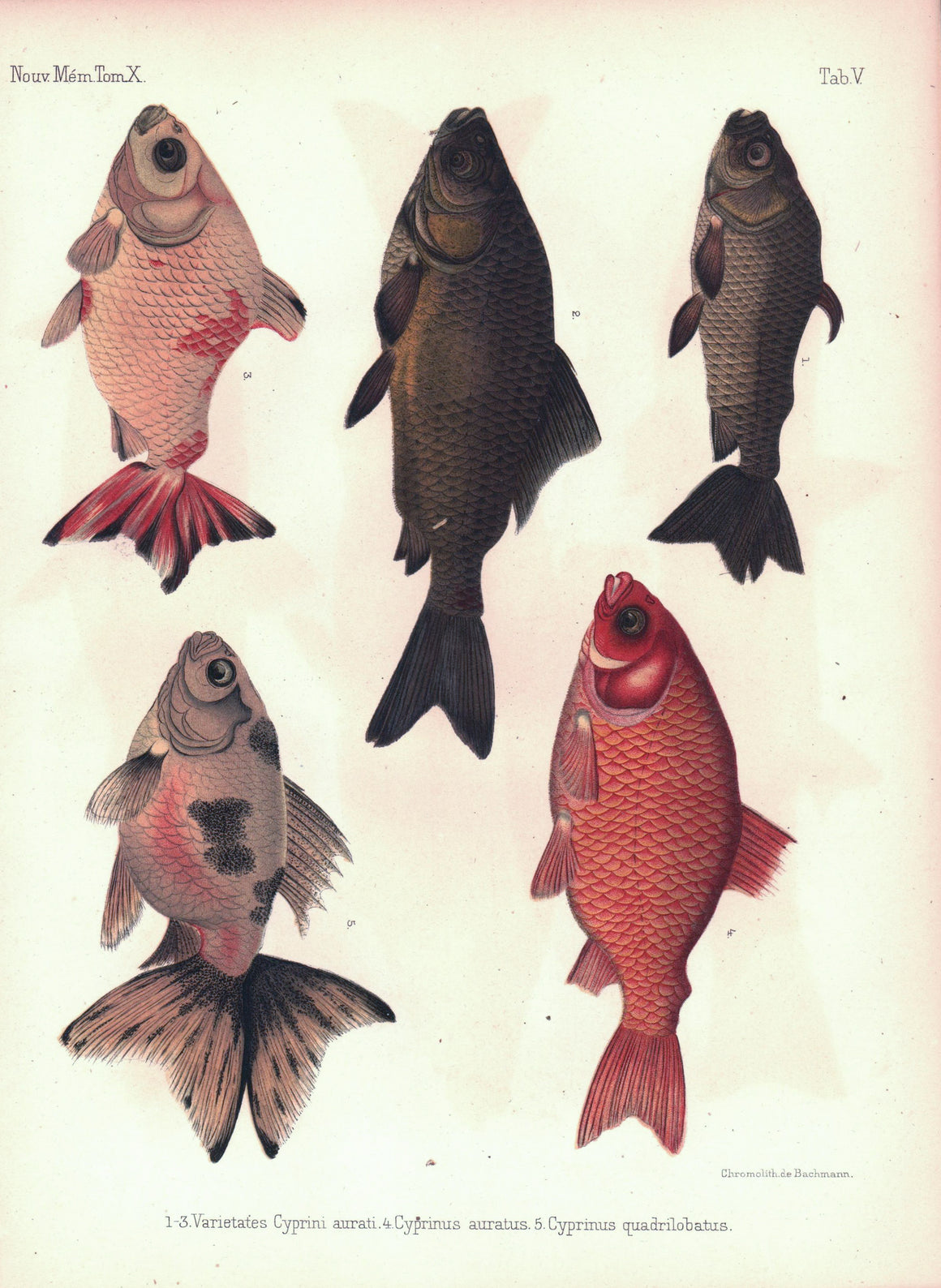 Asian Fish Goldfish Cyprinus Family 1855 Antique French Russian Print RARE