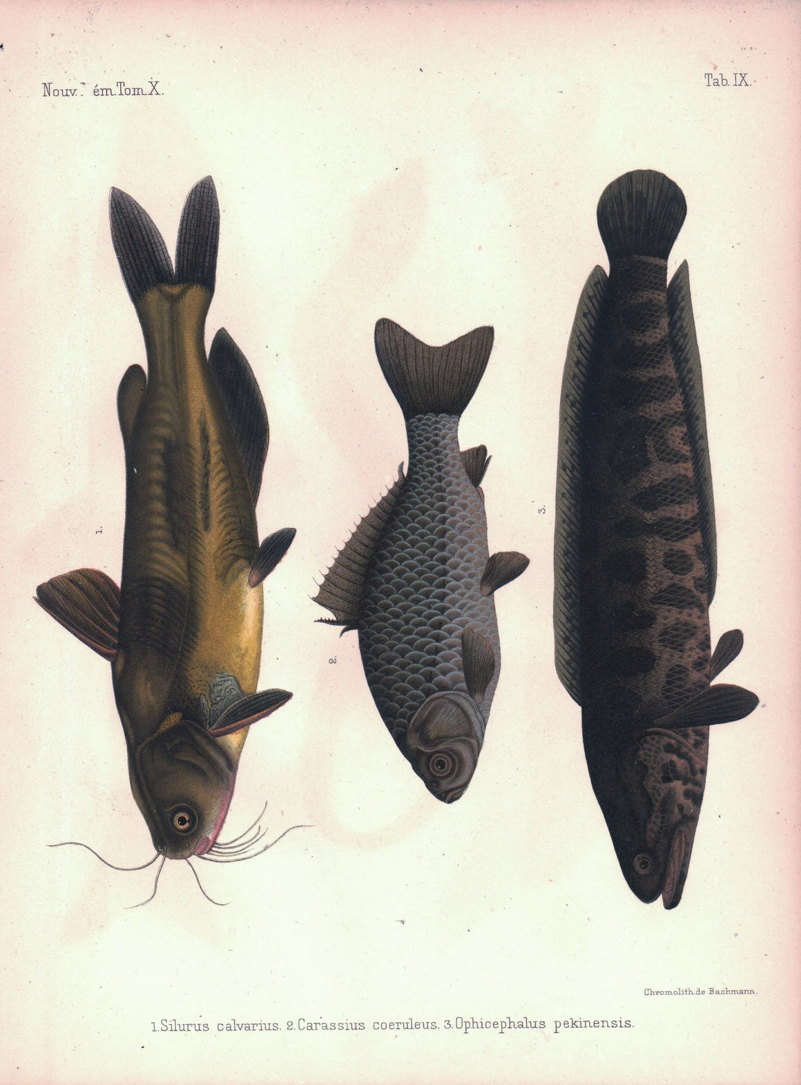 Asian Fish Catfish, Goldfish 1855 Antique French Russian Print RARE