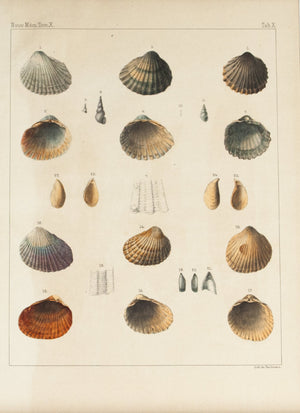 1855 Tab X - Sea Shells