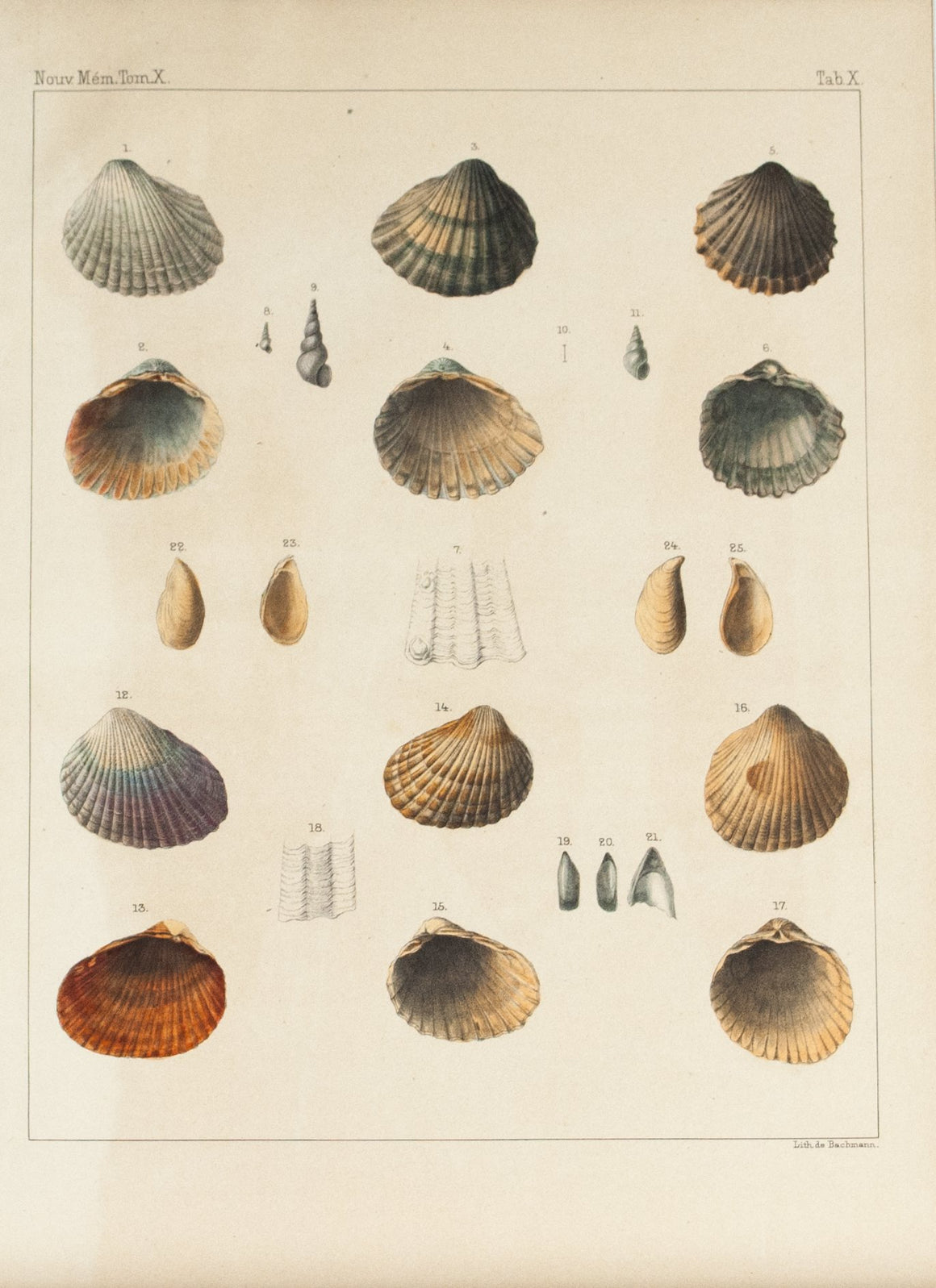 1855 Tab X - Sea Shells