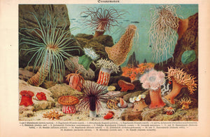 Sea Fauna Sea Life Animals 1929 Meyers Print
