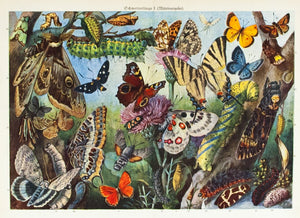1925 Butterflies - Joseph Meyer 
