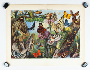 1925 Butterflies - Joseph Meyer