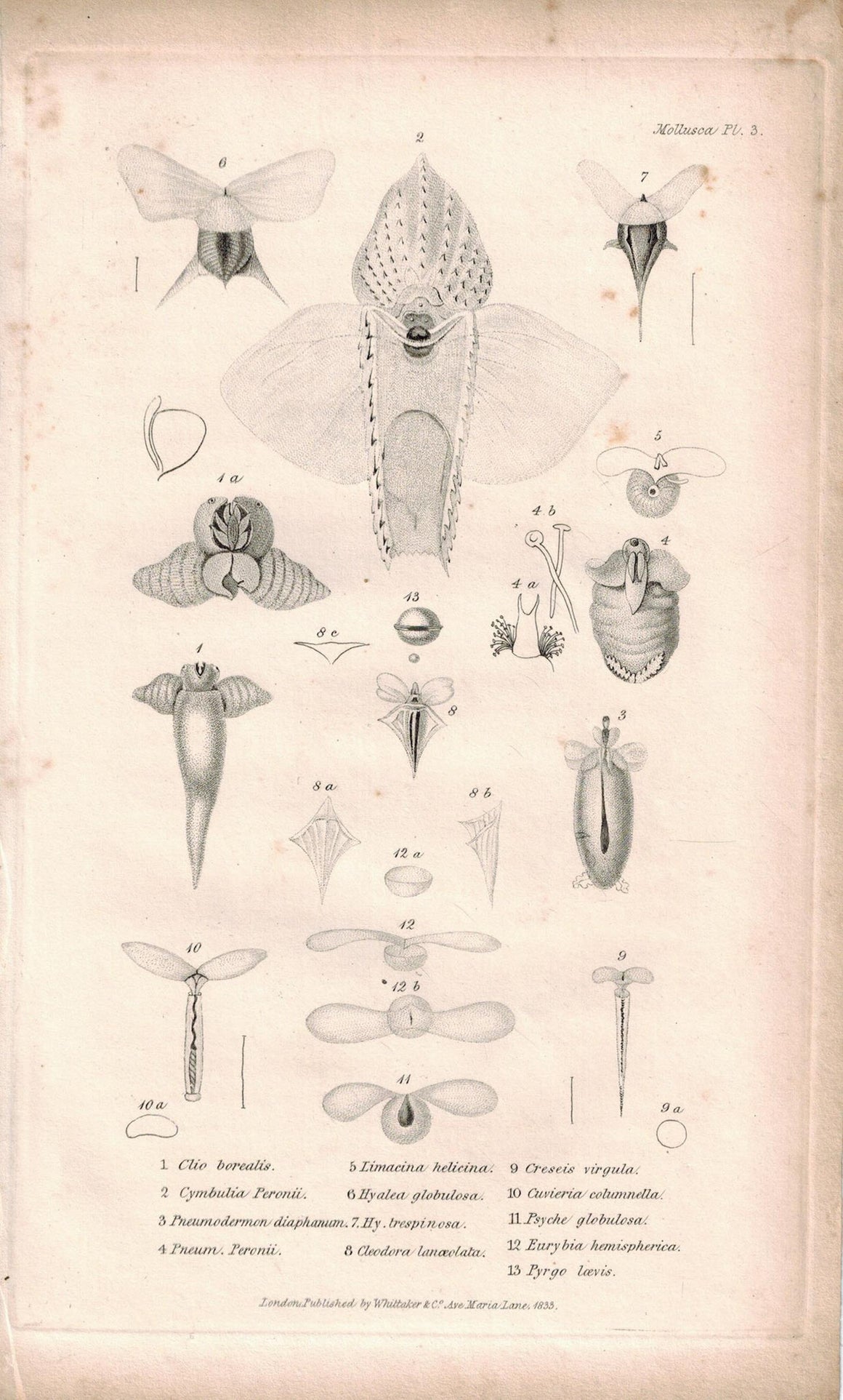 Sea Snail Mollusca Antique cuvier Print 1834