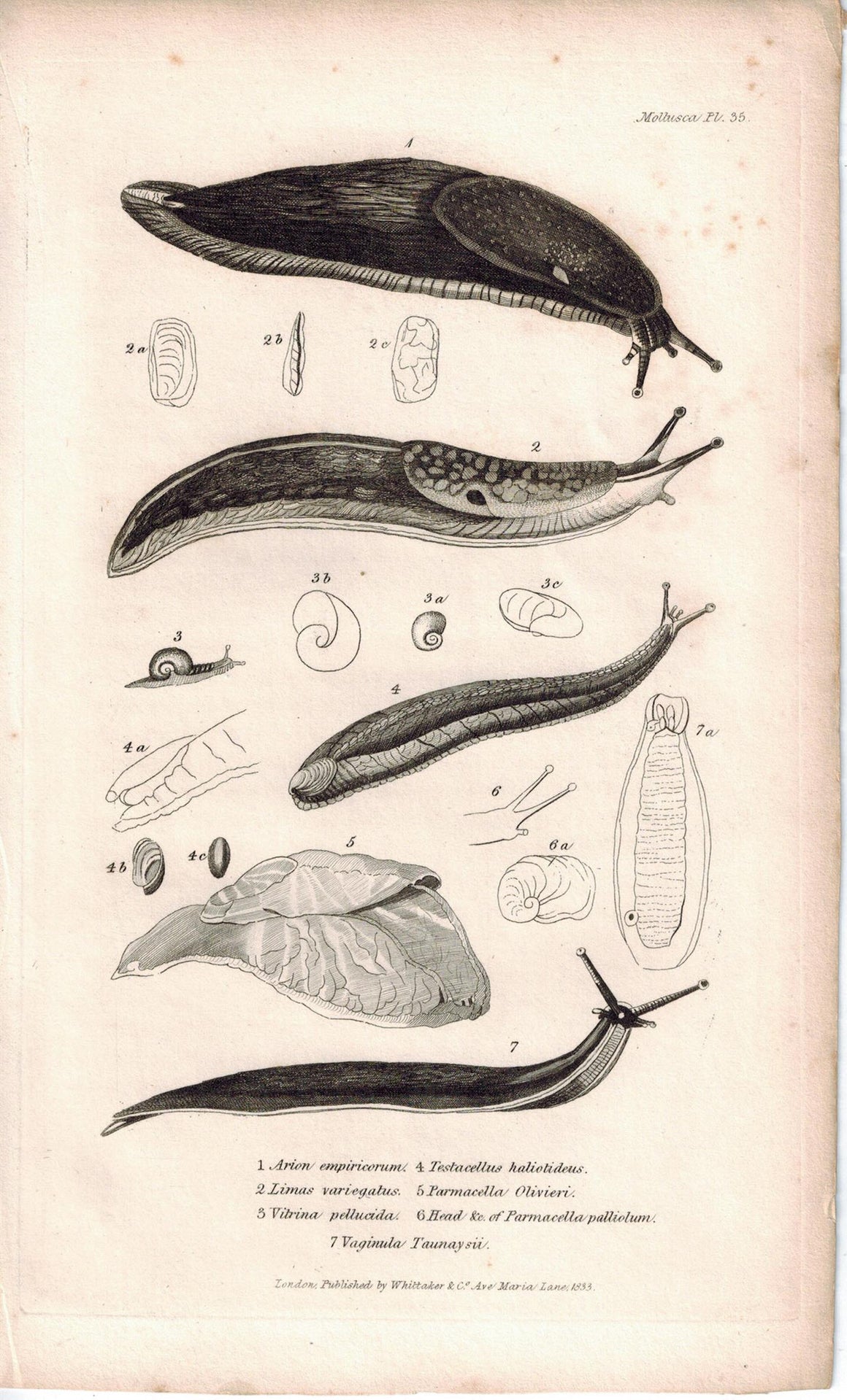 Snails Slugs Mollusca Antique Cuvier Print 1834 Pl 35