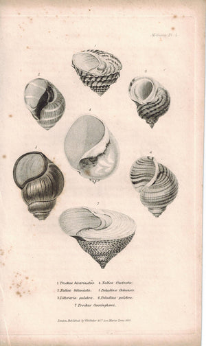 Snail Shell Mollusca Antique cuvier Print 1834 Pl 1