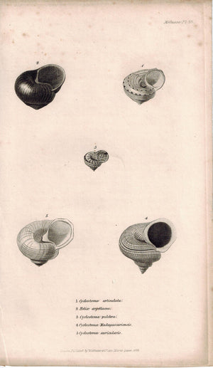 Snail Shell Mollusca Antique cuvier Print 1834 Pl 28