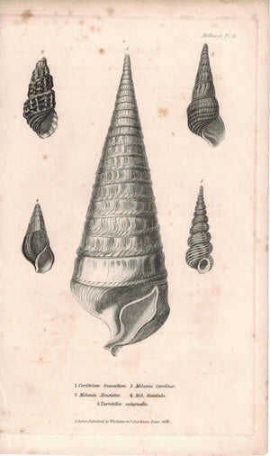 Sea Shell Mollusca Antique cuvier Print 1834 Pl 13