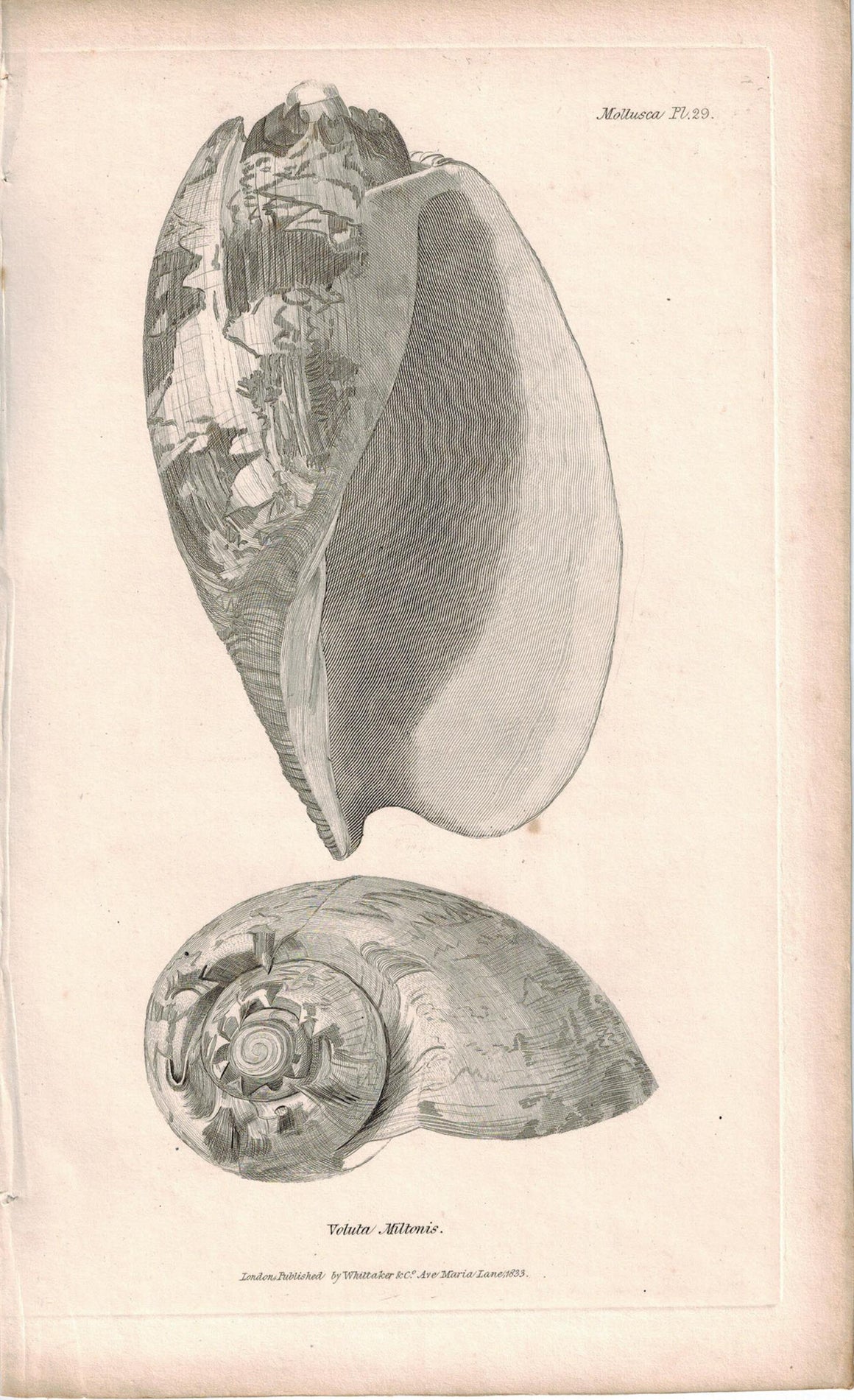 Sea Shell Mollusca Antique cuvier Print 1834 Pl 29
