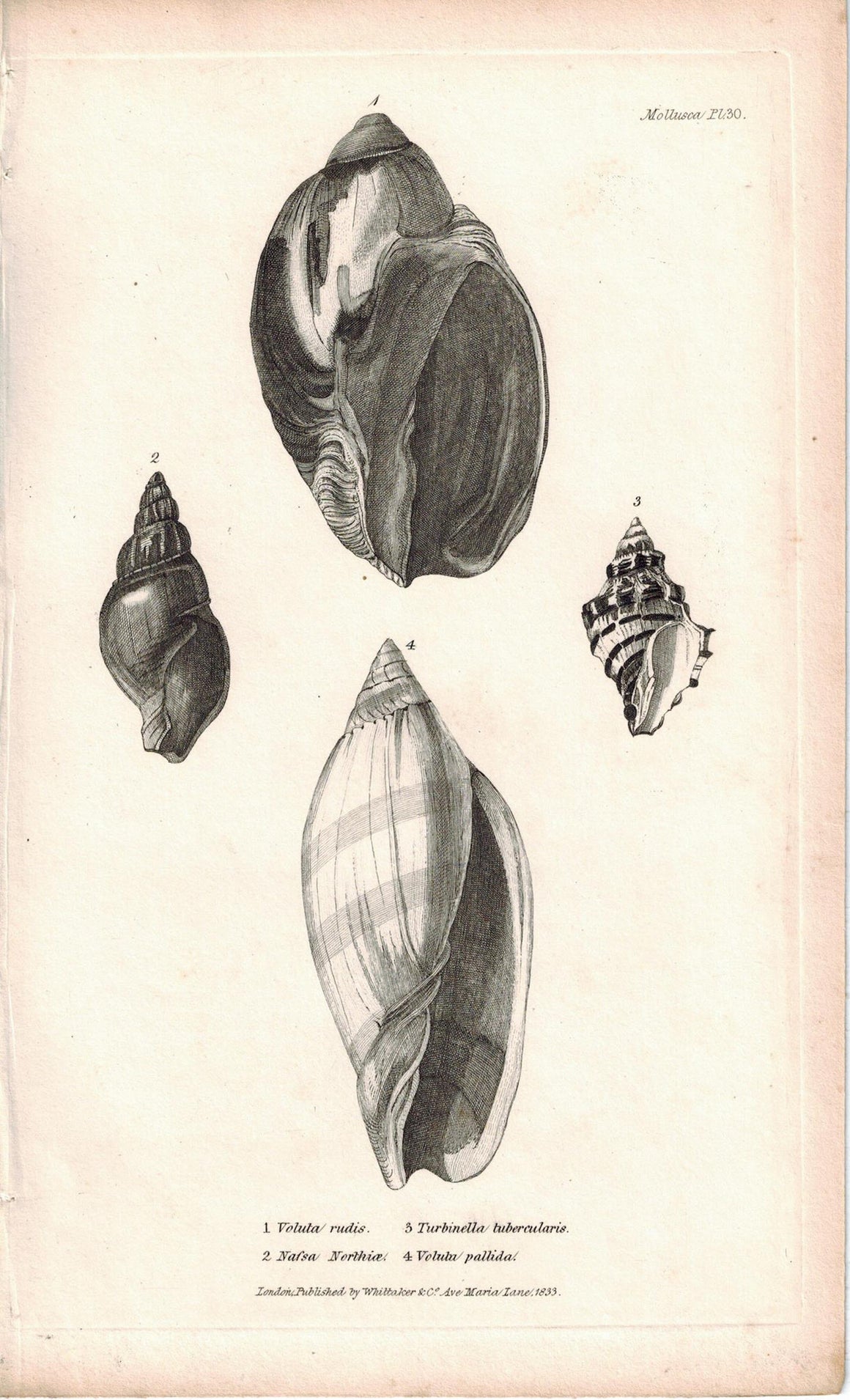 Sea Shell Mollusca Antique cuvier Print 1834 Pl 30