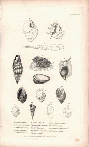 Sea Shell Mollusca Antique cuvier Print 1834 Pl 32