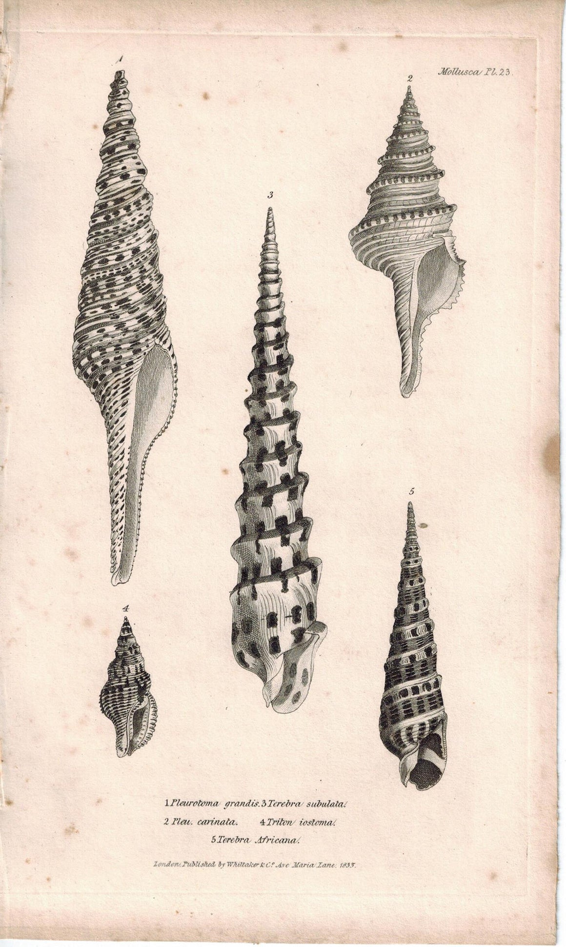 Sea Shell Mollusca Antique cuvier Print 1834 Pl 23