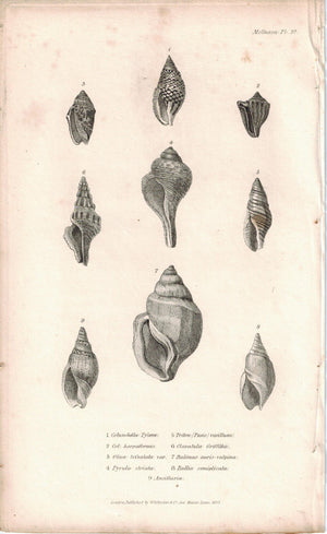 Sea Shell Mollusca Antique cuvier Print 1834 Pl 37 B