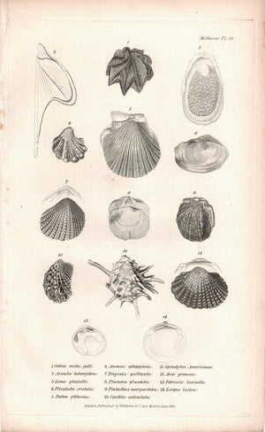 Sea Shell Mollusca Antique cuvier Print 1834 Pl 39