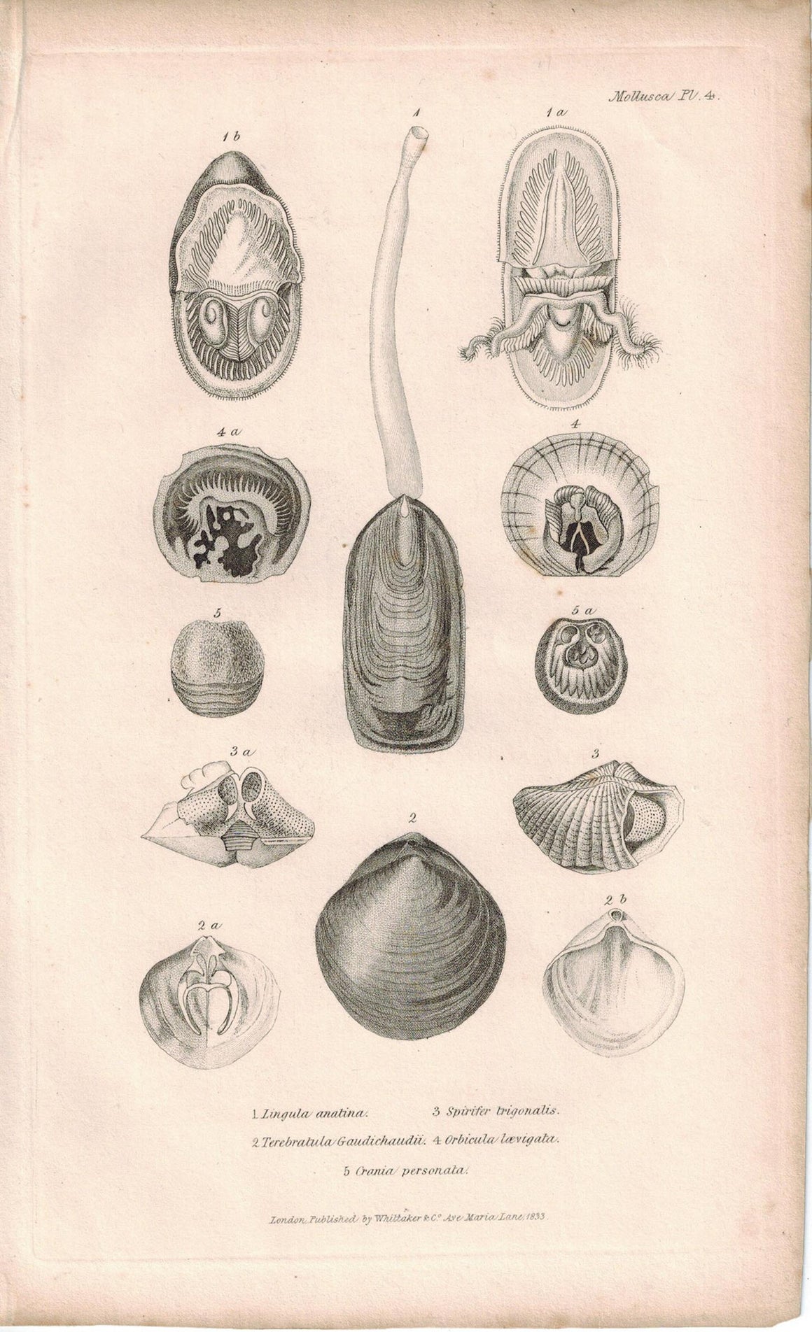 Brachiopods Mollusca Antique cuvier Print 1834 Pl 4