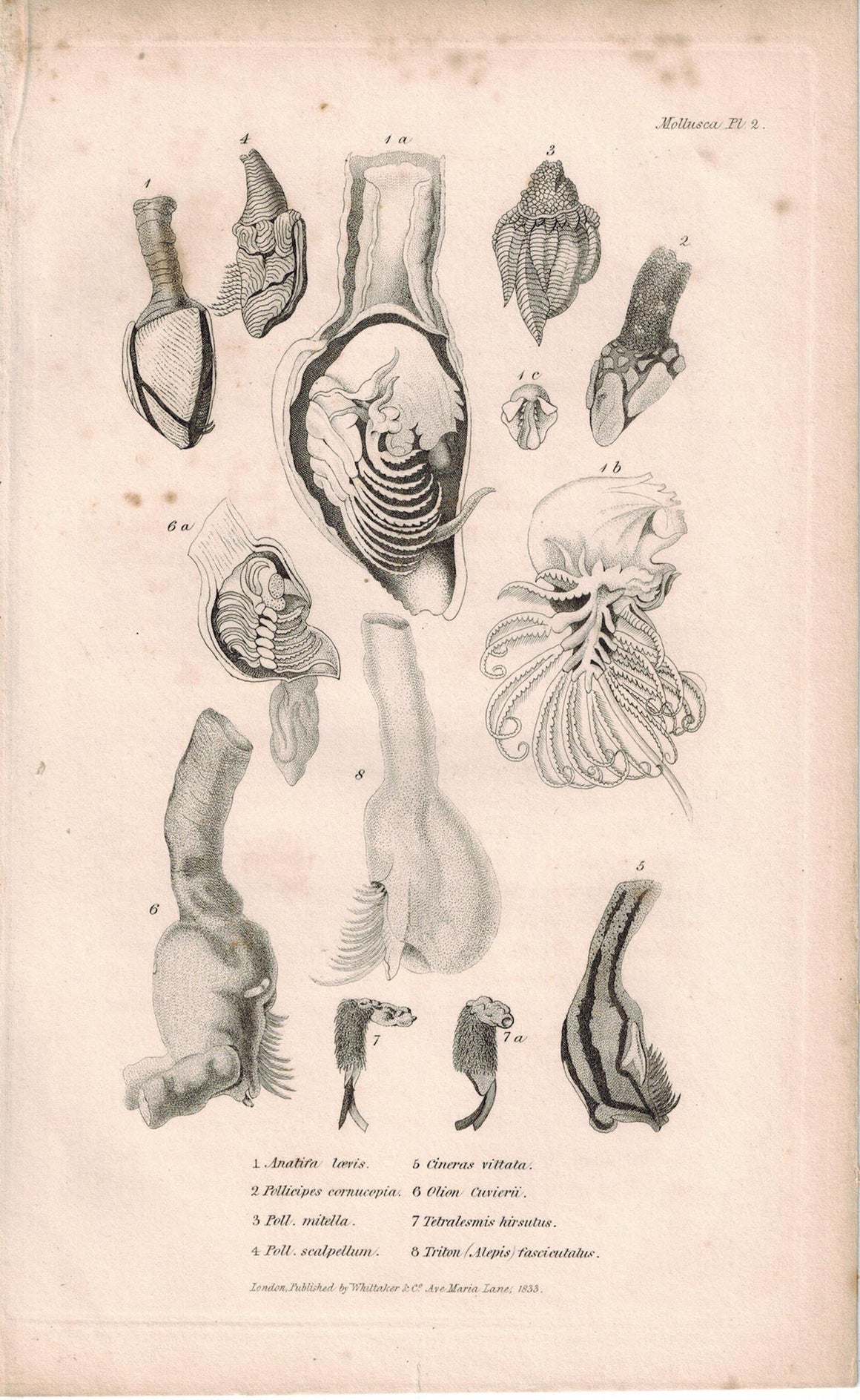 Barnacles Mollusca Antique cuvier Print 1834 Pl 2