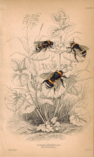 Common Humble-Bee 1840 Original Hand Colored Engraved Print
