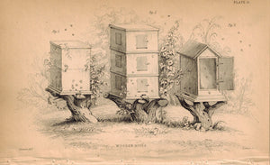 Wooden Bee Hives 1840 Original Hand Colored Engraving Print