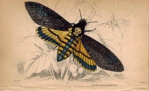 Deaths-head Hawkmoth 1840 Original Hand Colored Engraving Print