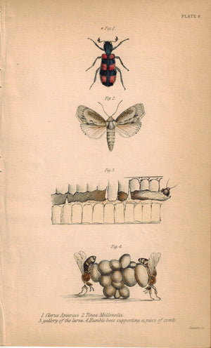 Humble Bees supporting a piece of comb 1840 Original Engraving Print
