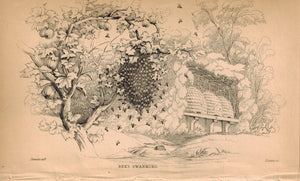 Bees Swarming 1840 Original Hand Colored Engraving Print