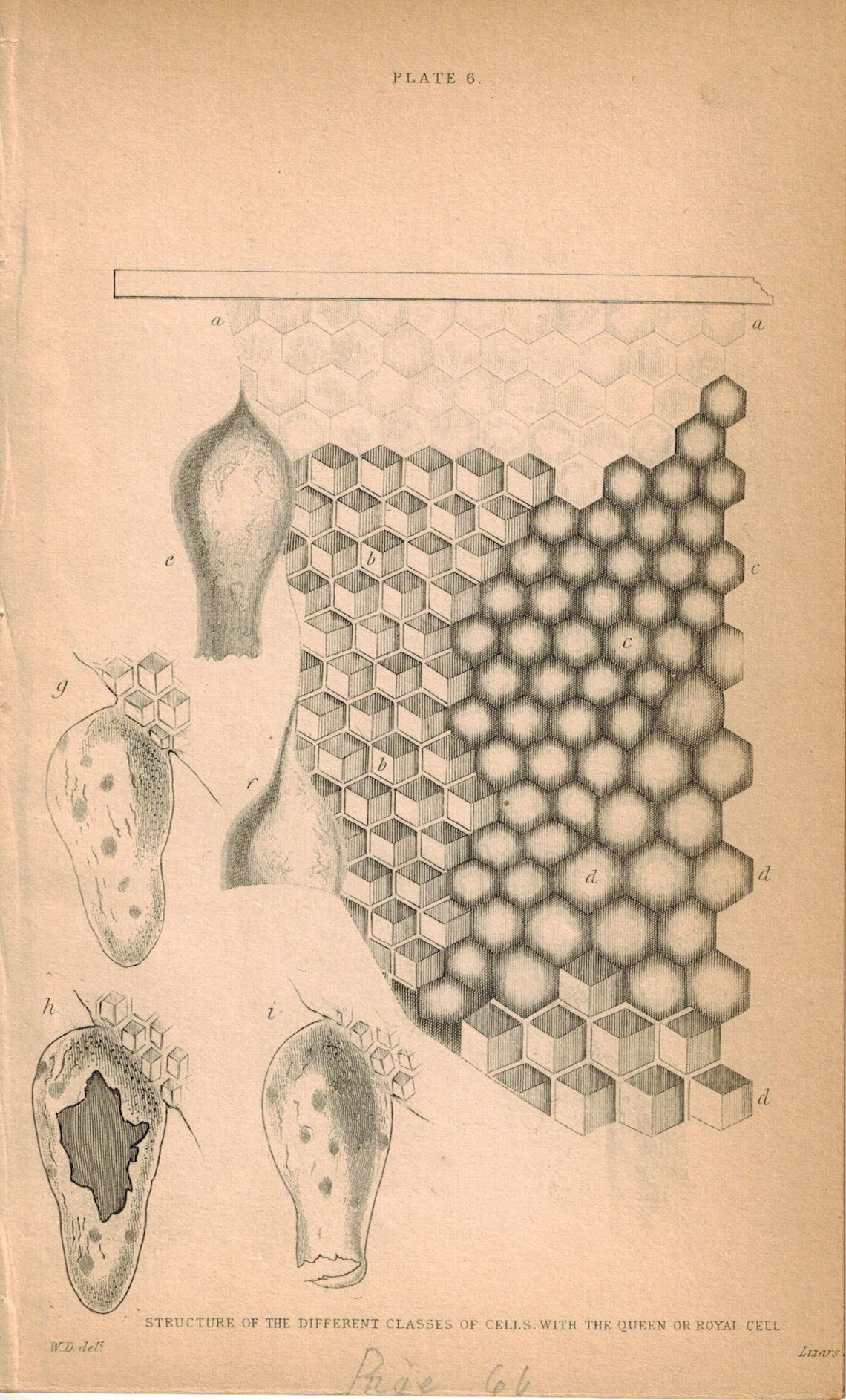 Structure of the Different Classes of Cells with the Queen or Royal 1840 Print