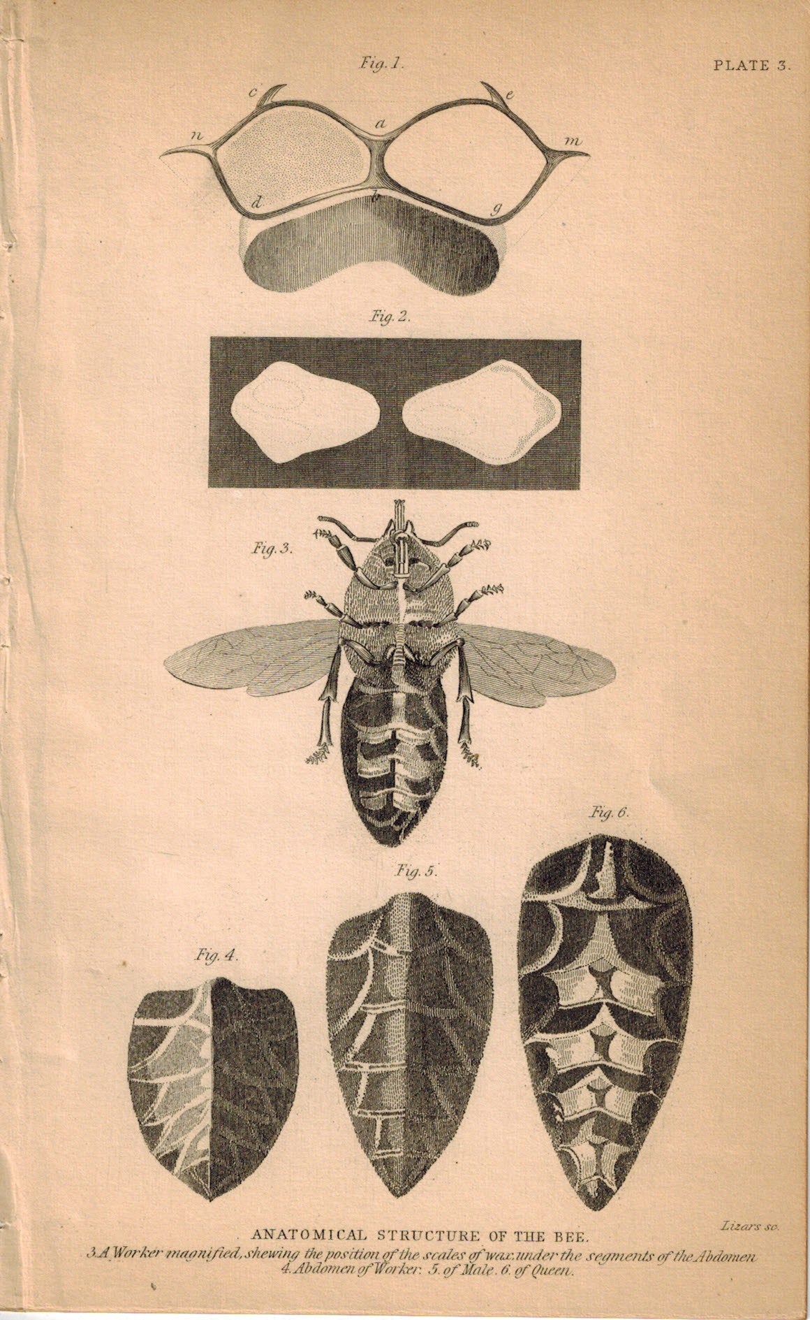 Anatomical Structure Of The Bee 1840 Original Hand Colored Engraving Print