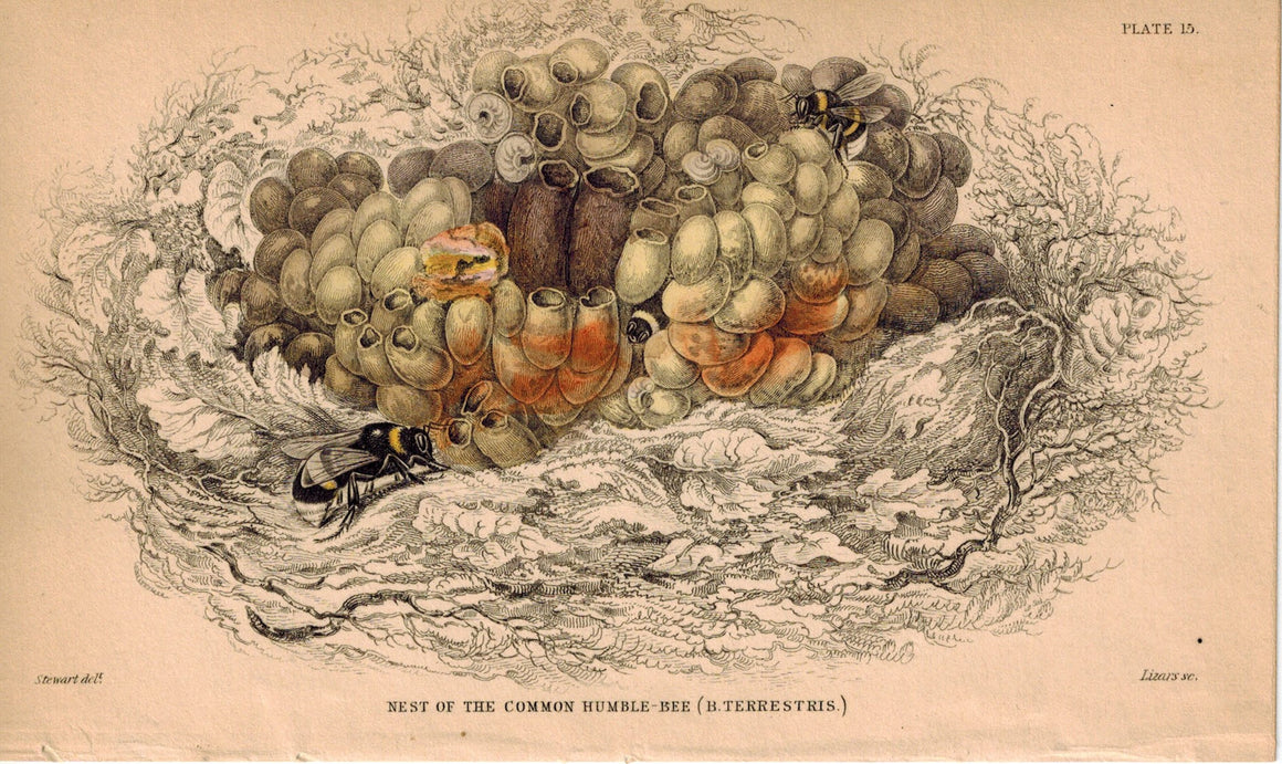 Nest of the Common Humble-Bee 1840 Original Hand Colored Engraving Print