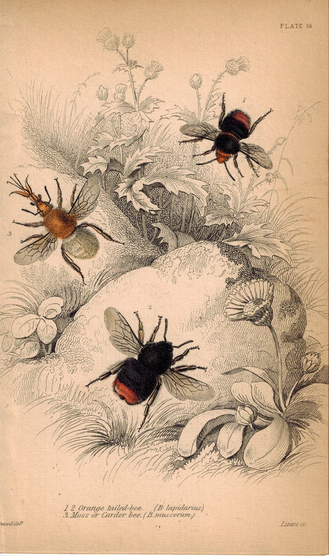 Orange Tailed Bee & Moss Carder Bee 1840 Original Hand Colored Engraving Print