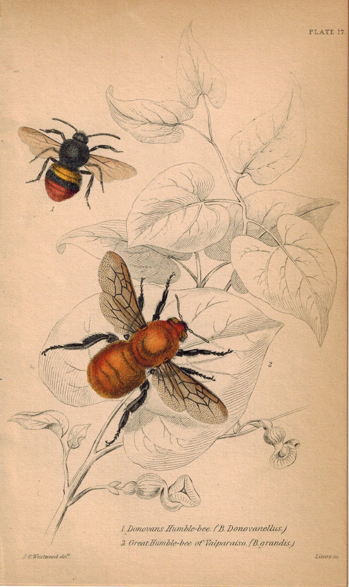 Donovans Humble Bee, Great Humble Bee of Valparaiso 1840 Original Print
