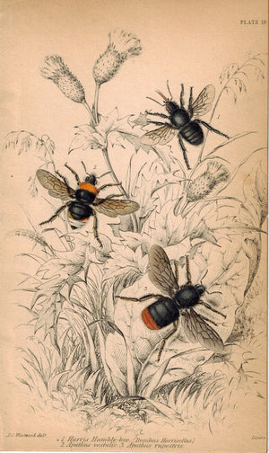 Harris Humble Bee, Apathus Vestalis & Apathus Tupestris 1840 Original Print