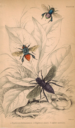 Euglossa Surinamensis, Euglossa Analis, Aglae Caerulea 1840 Original Bee Print
