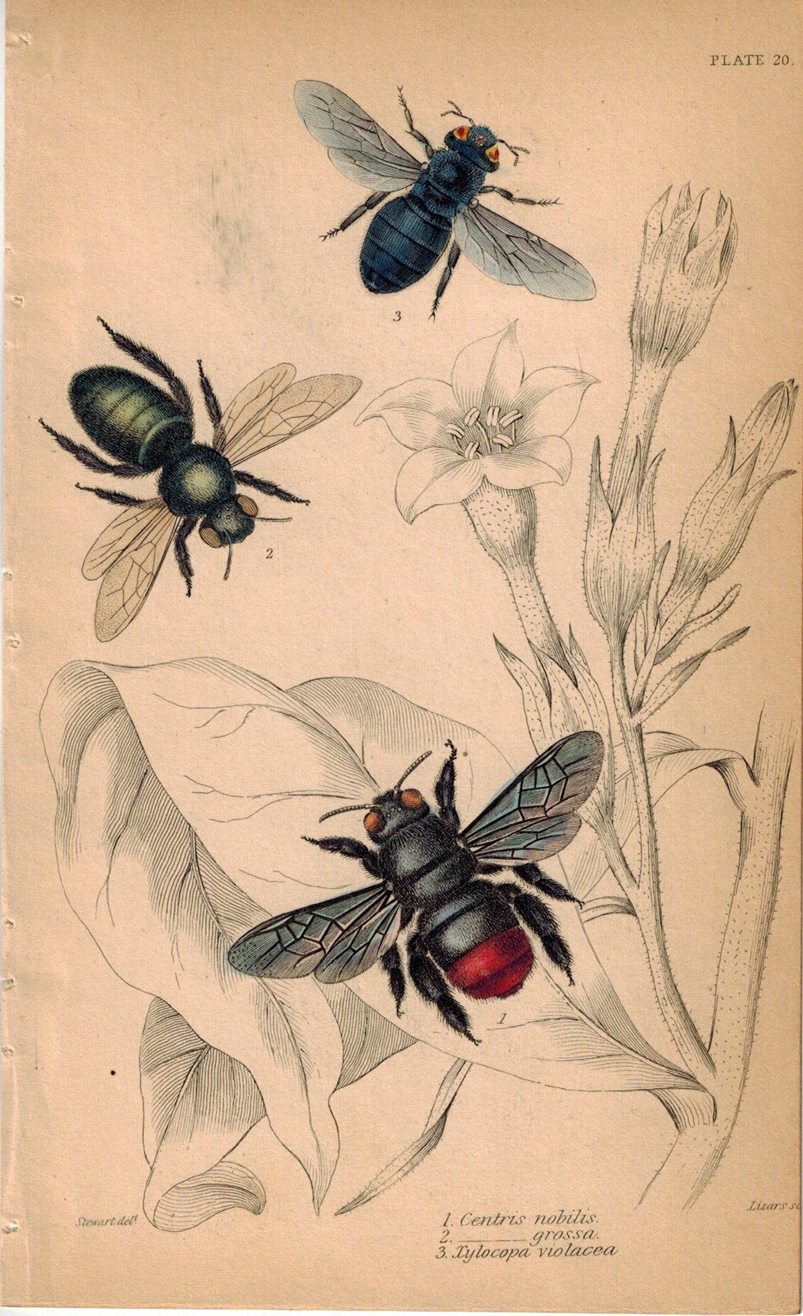 Bees Centris Nobilis, Grossa, Xylocopa Violacea 1840 Original Engraving Print