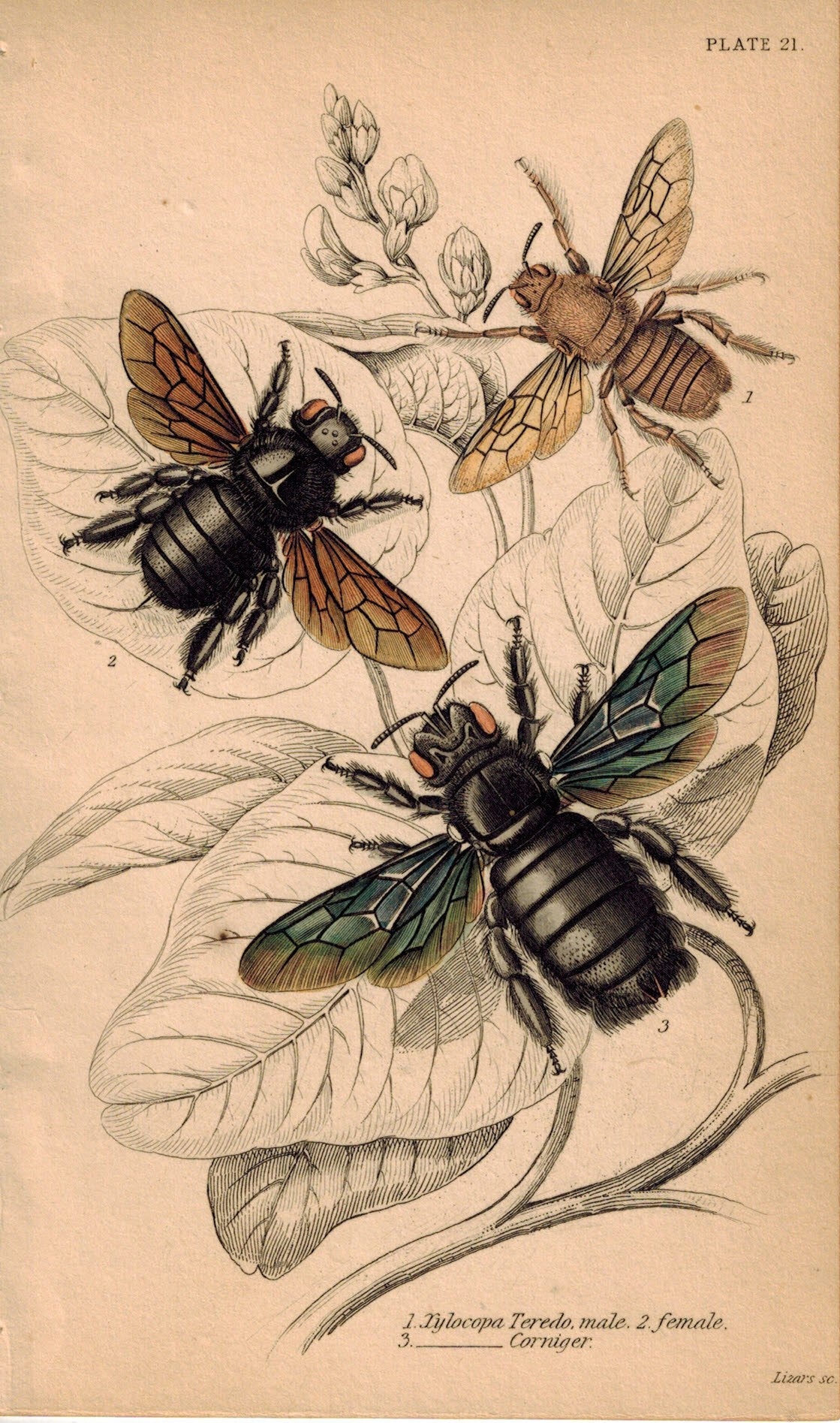 Xylocopa Teredo & Xylocopa Corniger Bees on Leaves 1840 Original Engraving Print