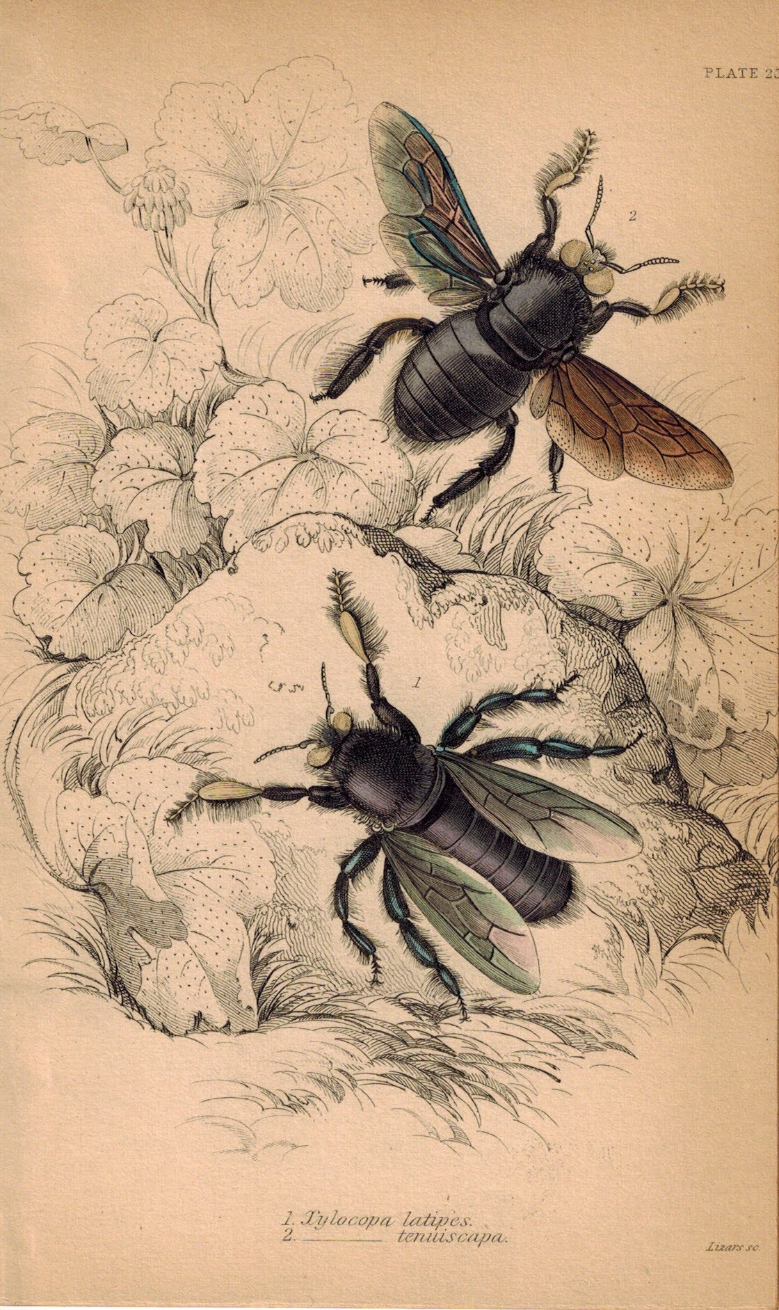 Xylocopa Latipes & Tenuiscapa Bees 1840 Original Hand Colored Engraving Print
