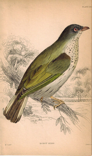 Honey Guide Bird 1840 Original Hand Colored Engraving Print