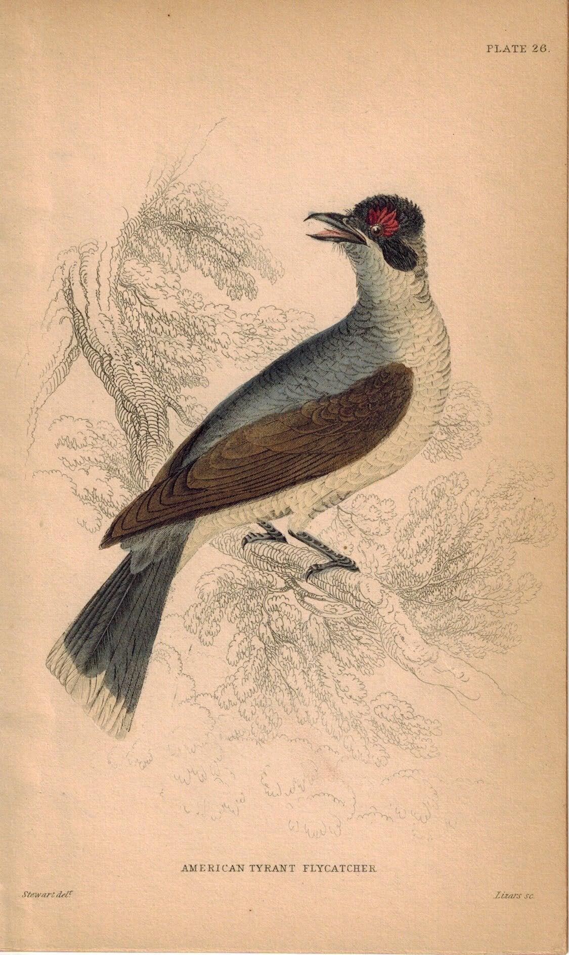 American Tyrant Flycatcher Bird 1840 Original Hand Colored Engraving Print
