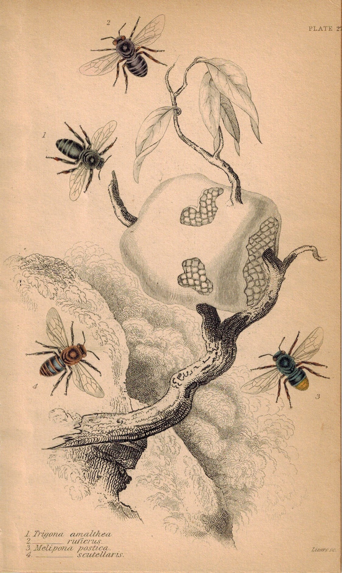 Trigona Amalthea, Ruficrus, Melipona, Scutellaris Bees 1840 Original Engr Print