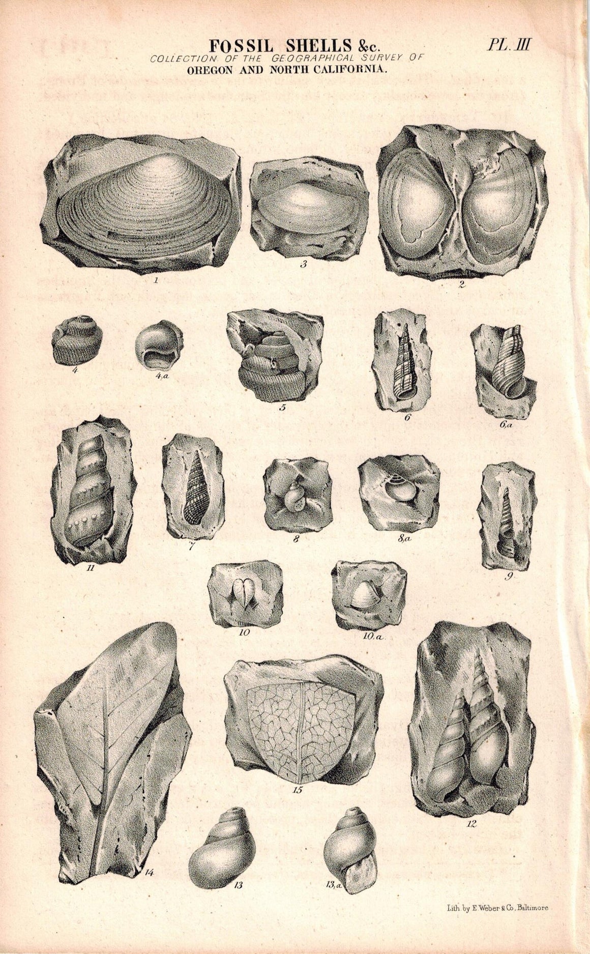 Fossil Shells Oregon and North California 1845 Antique Litho Weber Print